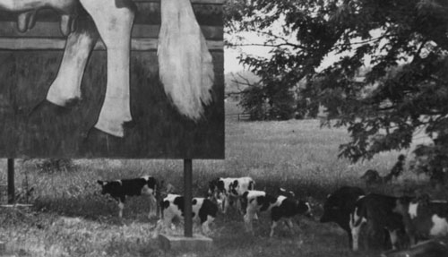 Cows on the Loose Closeup Dairy cows roam around The Guernsey Cow billboard in Exton, PA