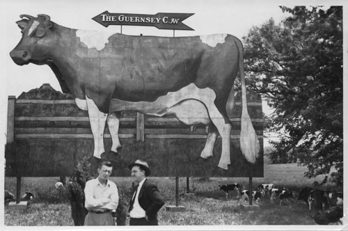 Dairy cows on the loose by The Guernsey Cow billboard